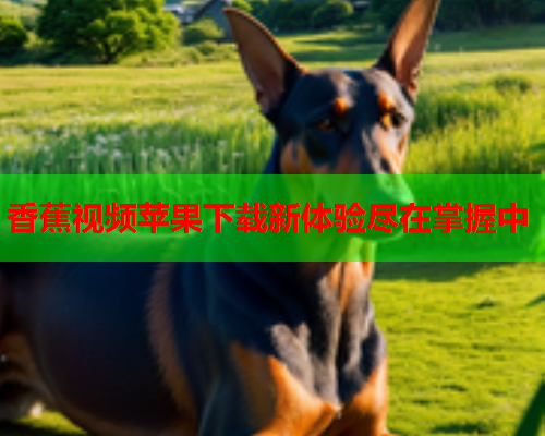 香蕉视频苹果下载新体验尽在掌握中  第1张